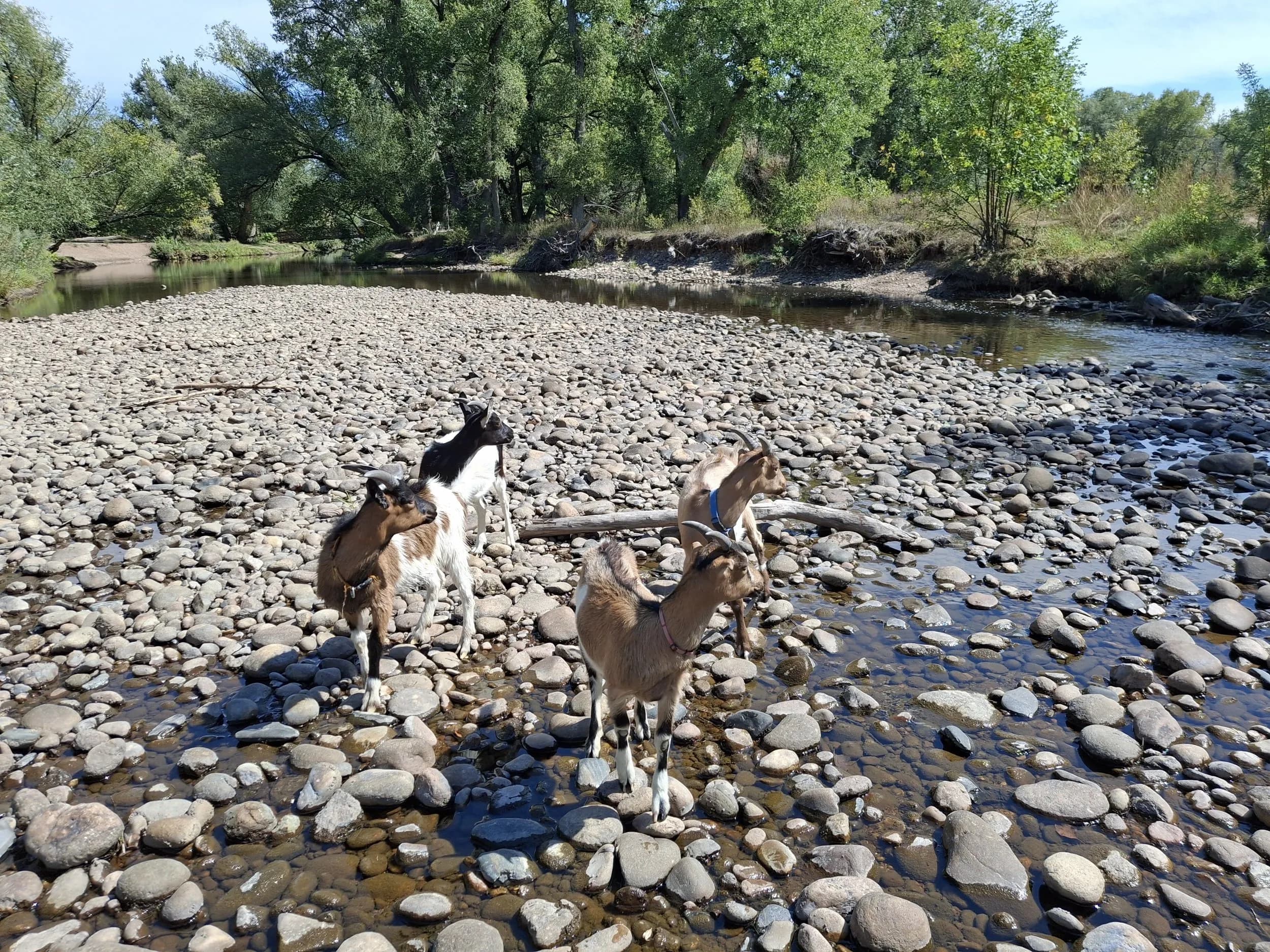 Goat Adventure